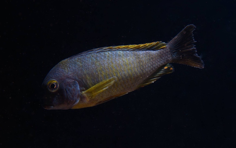Tropheus sp. 'lukuga' Kalemie